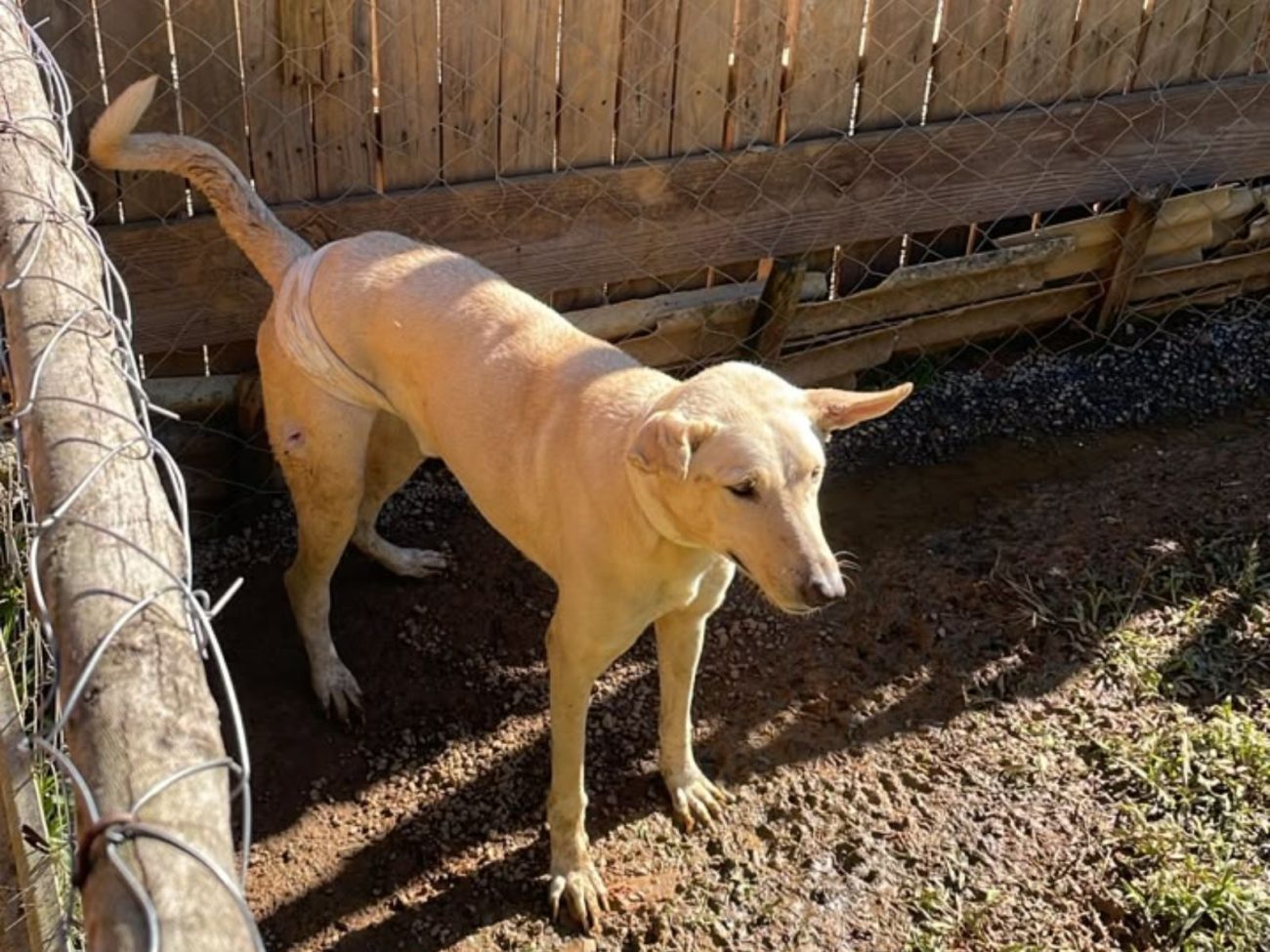 Cão foi encontrado ferido em imóvel com 33 animais em situação de maus-tratos em Blumenau