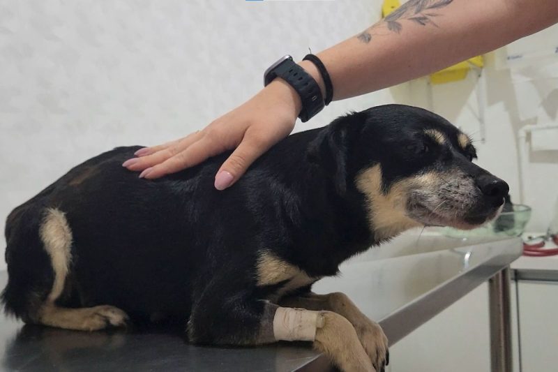 Bonnie foi enterrada viva em fevereiro, no bairro Jardim Paraíso - Reprodução/Cbea/ND Mais