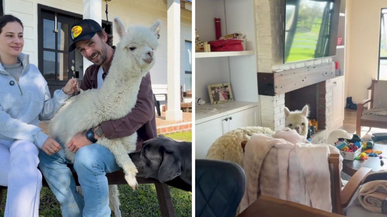 A alpaca chegou à propriedade há cerca de seis meses, ainda filhote.Foto: @luisfelp/Instagram/Reprodução/ND Mais