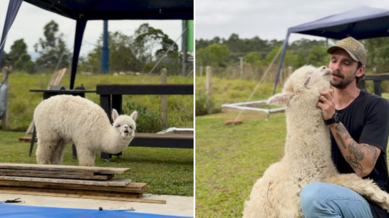 Mais de 1 milhão de seguidores acompanham nas redes sociais a rotina de Lipe e dos animais do sítio.Foto: Reprodução/Redes Sociais/ND Mais
