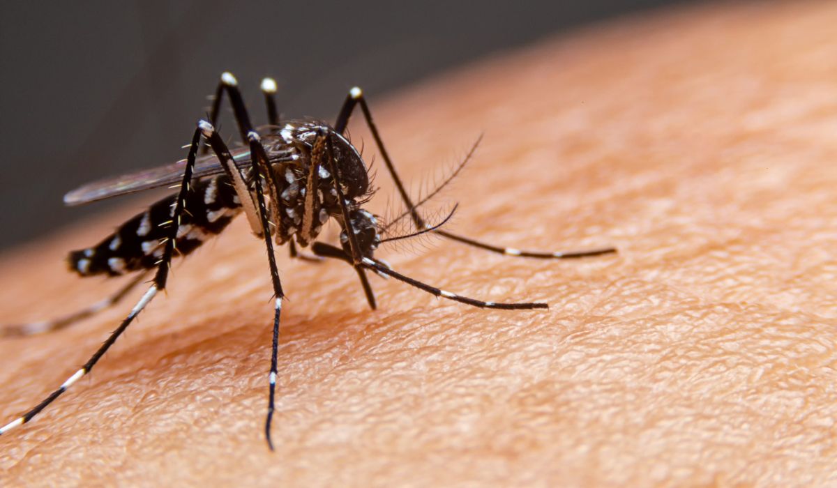 Florianópolis já registrou mais de 2.800 casos de dengue em 2026 até meados de agosto, conforme dados do InfoDengueFoto: Reprodução/ND Mais