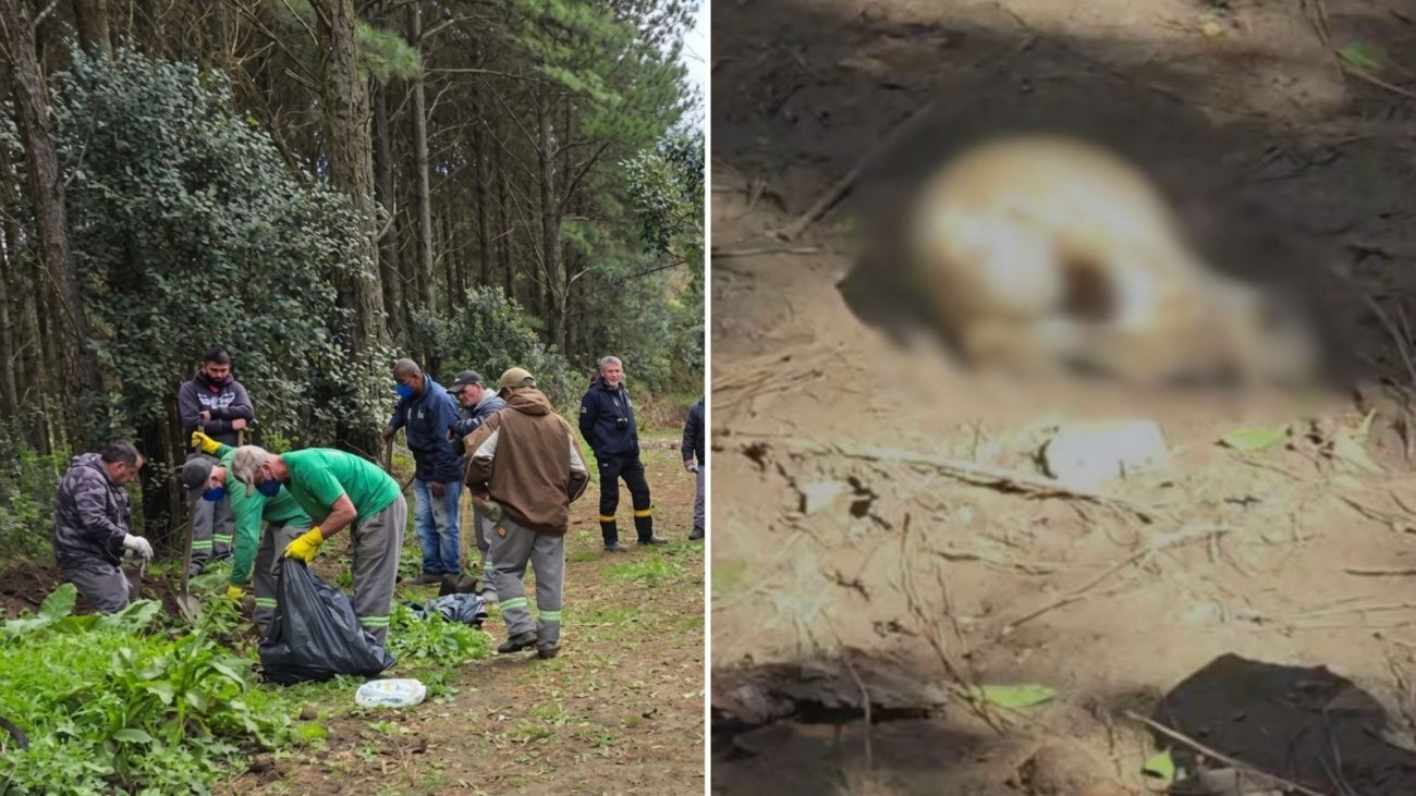 Prefeitura anunciou a instalação de câmeras no trecho onde cães mortos foram encontrados em Lages, na Serra catarinense.Foto: Jatir Fernandes/Notícias no Ato/ND Mais
