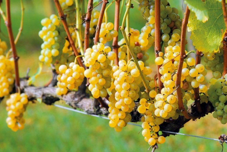 VII Simpósio Catarinense Vinhos de Altitude, em São Joaquim