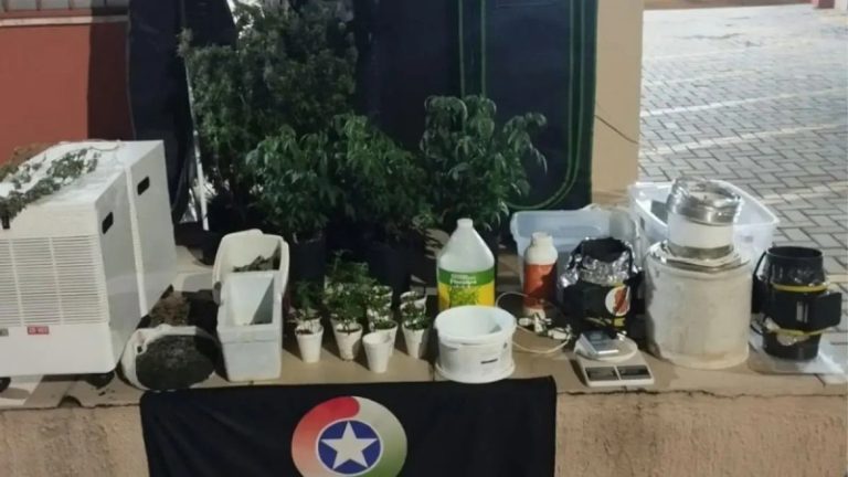 Cheiro forte em carro faz polícia descobrir estufa de maconha no Vila Nova