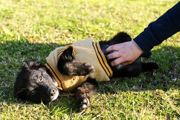 Lages assegura acesso de animais de suporte emocional em espaços públicos e privados